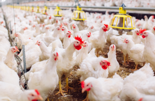 Avian Flu Outbreak