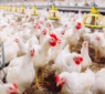 Avian Flu Outbreak