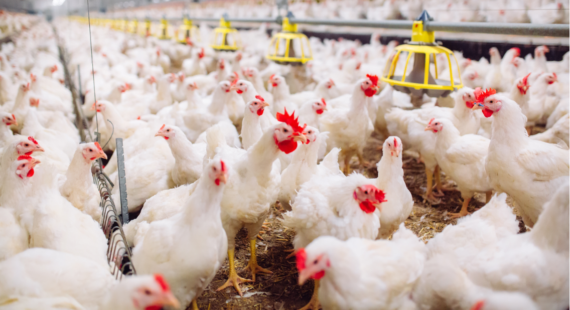 Avian Flu Outbreak