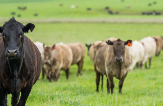 ritter foods steer cattle distribution