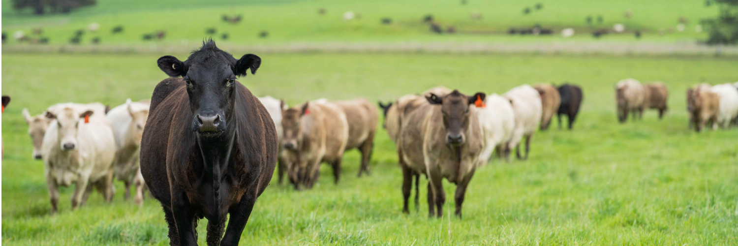 ritter foods steer cattle distribution
